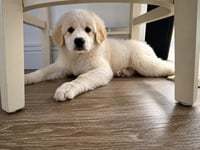 Freya - Photo 1