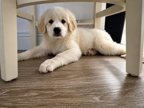 FREYA - Great Pyrenees for adoption in Dallas