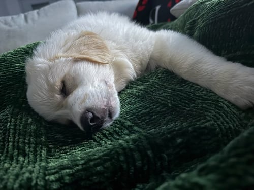 FREYA - Great Pyrenees available for adoption