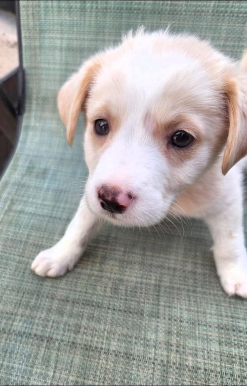 BAILEY, SADIE AND TEDDY - Labrador Retriever available for adoption