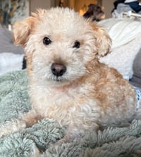 Ricky - Photo 2