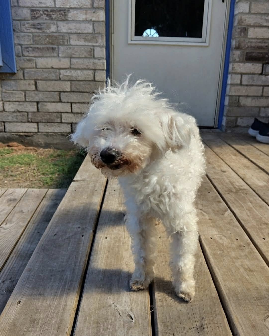 MICKEY JOE - Poodle (unknown type) available for adoption