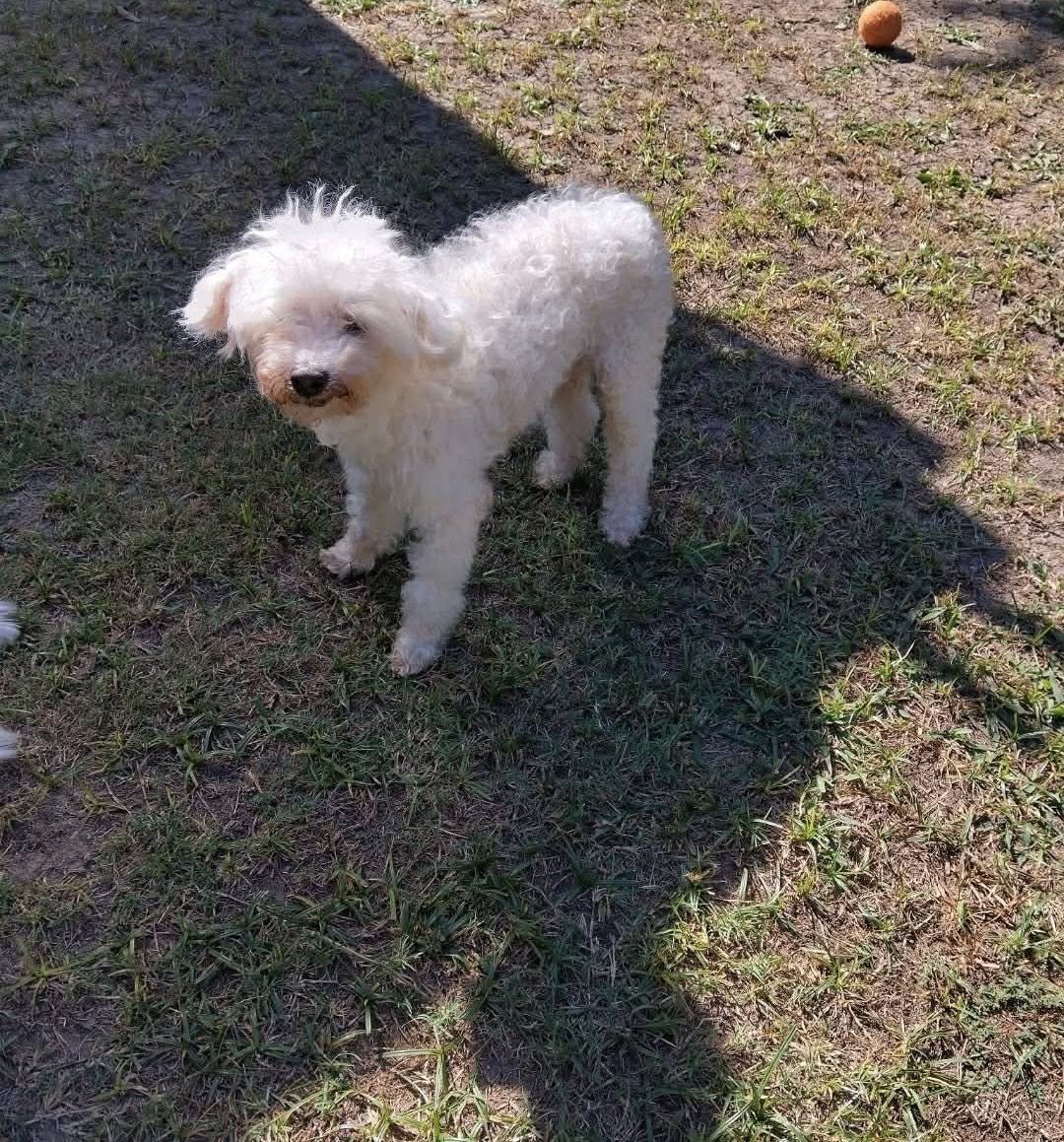 Mickey Joe - Photo 3