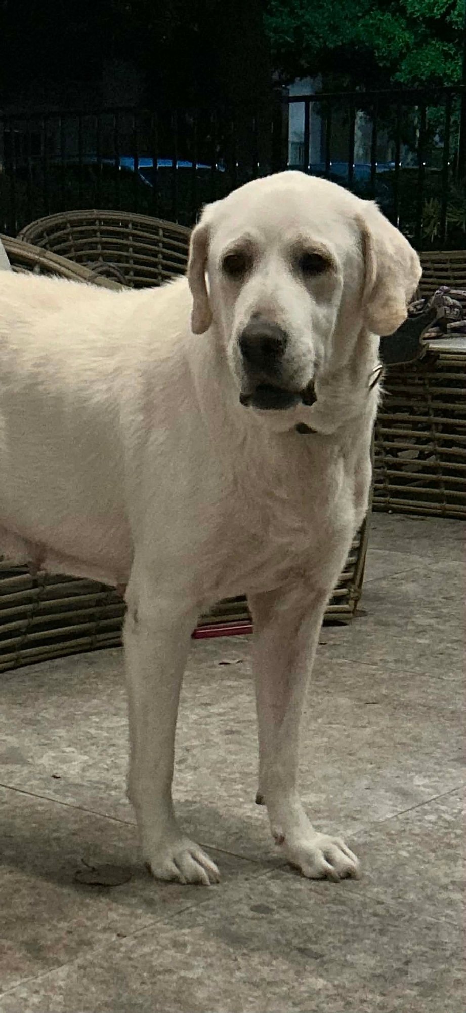 SUNSHINE - Great Pyrenees available for adoption