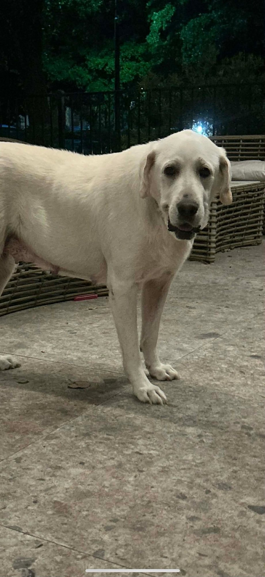 SUNSHINE - Great Pyrenees available for adoption