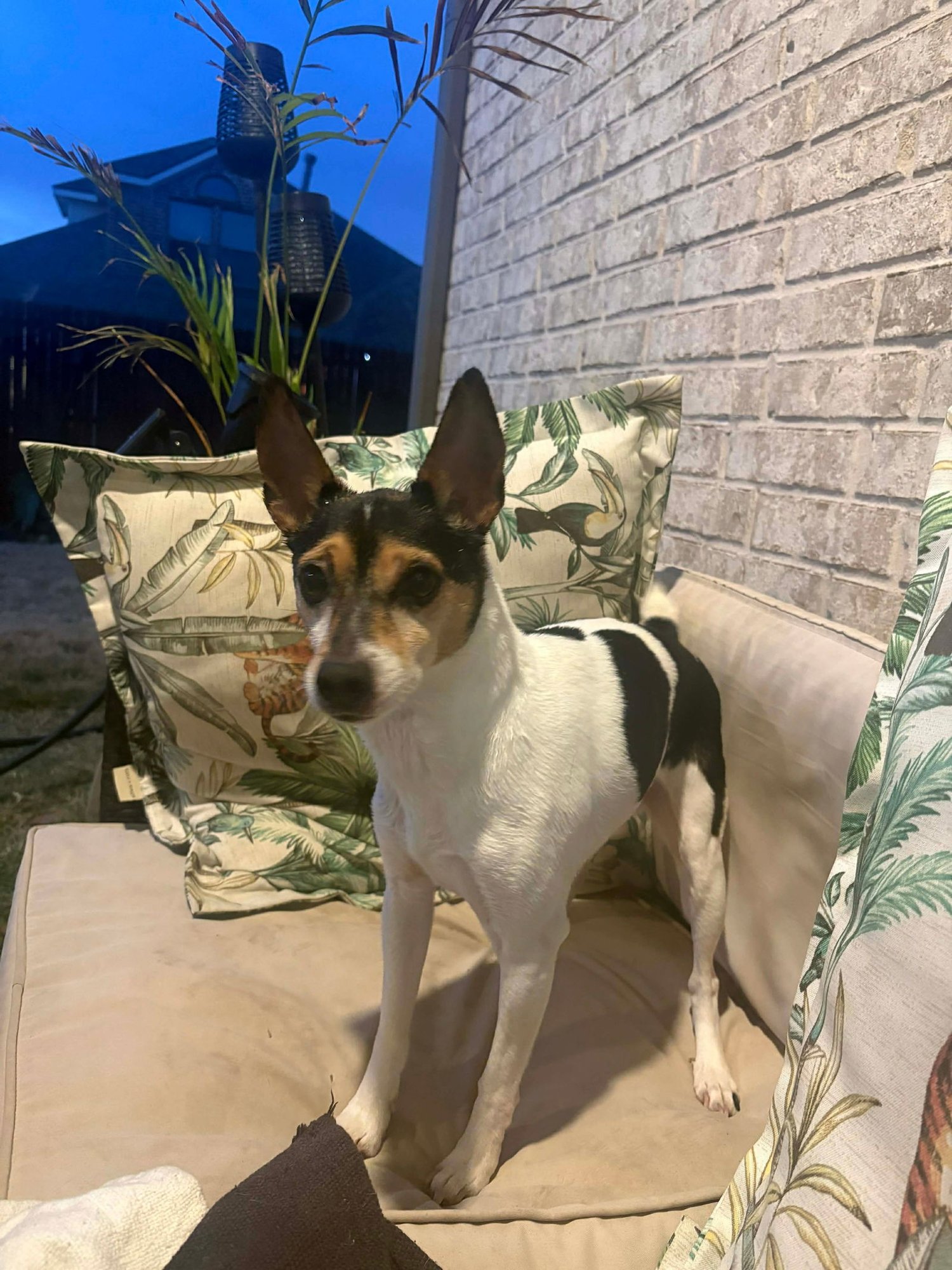 GUNNER - Rat Terrier available for adoption