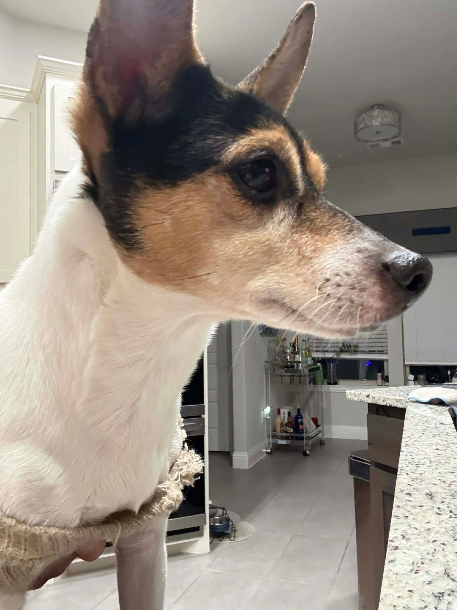 GUNNER - Rat Terrier available for adoption