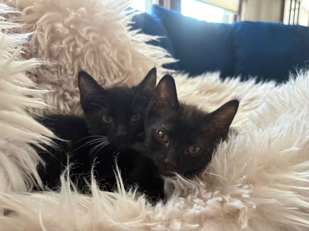 MILLI / VANILLI - Domestic Short Hair available for adoption