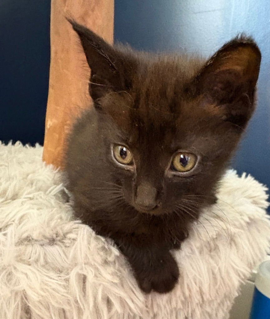 MILLI / VANILLI - Domestic Short Hair available for adoption