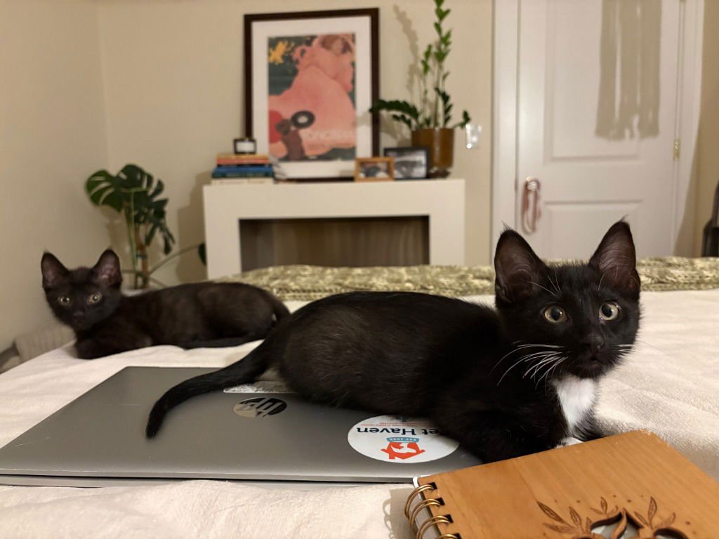 Milli / Vanilli - Photo 3