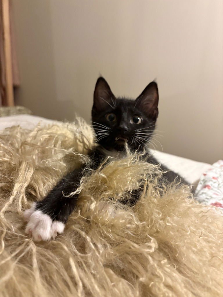 Milli / Vanilli - Photo 4