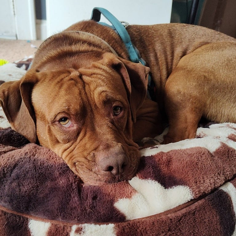 Rupert Image