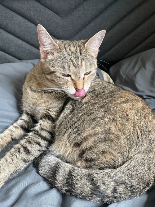 OPAL - Domestic Short Hair available for adoption