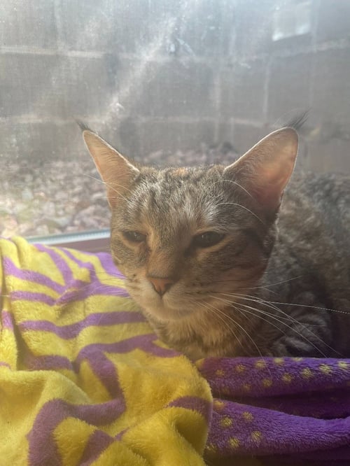 OPAL - Domestic Short Hair available for adoption