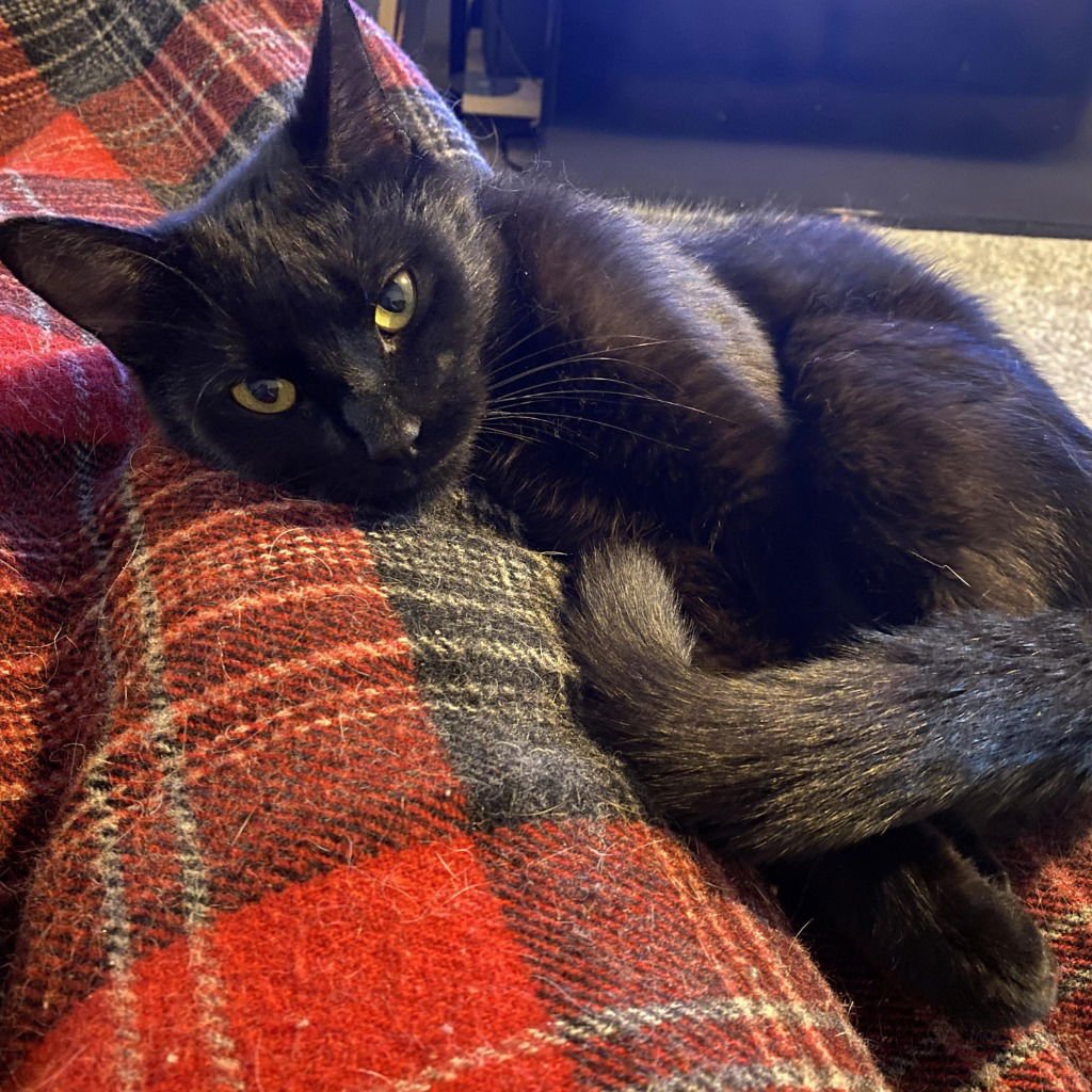 SOPHIA (FELV+) - Domestic Short Hair available for adoption