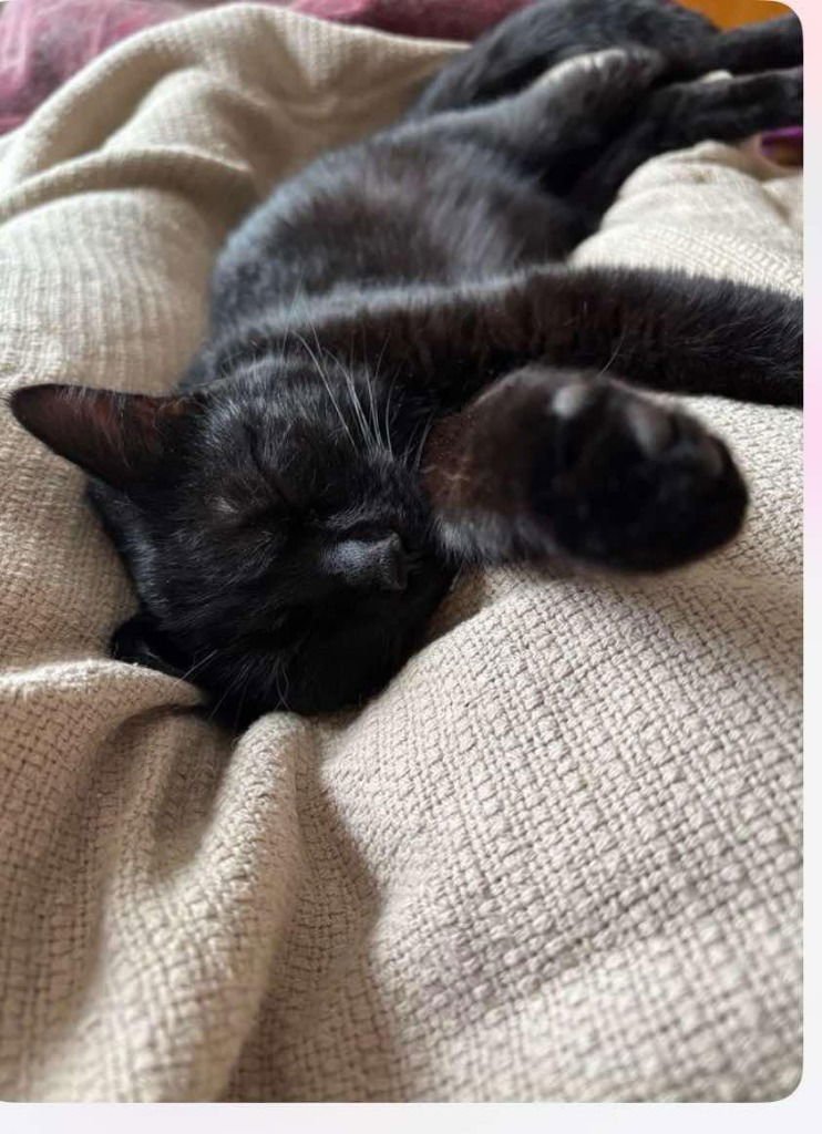 SOPHIA (FELV+) - Domestic Short Hair available for adoption