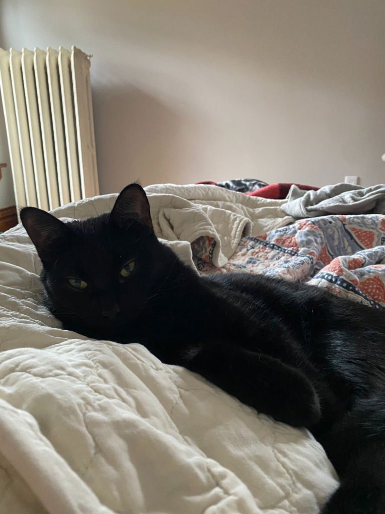 Sophia (FeLV+) - Photo 3