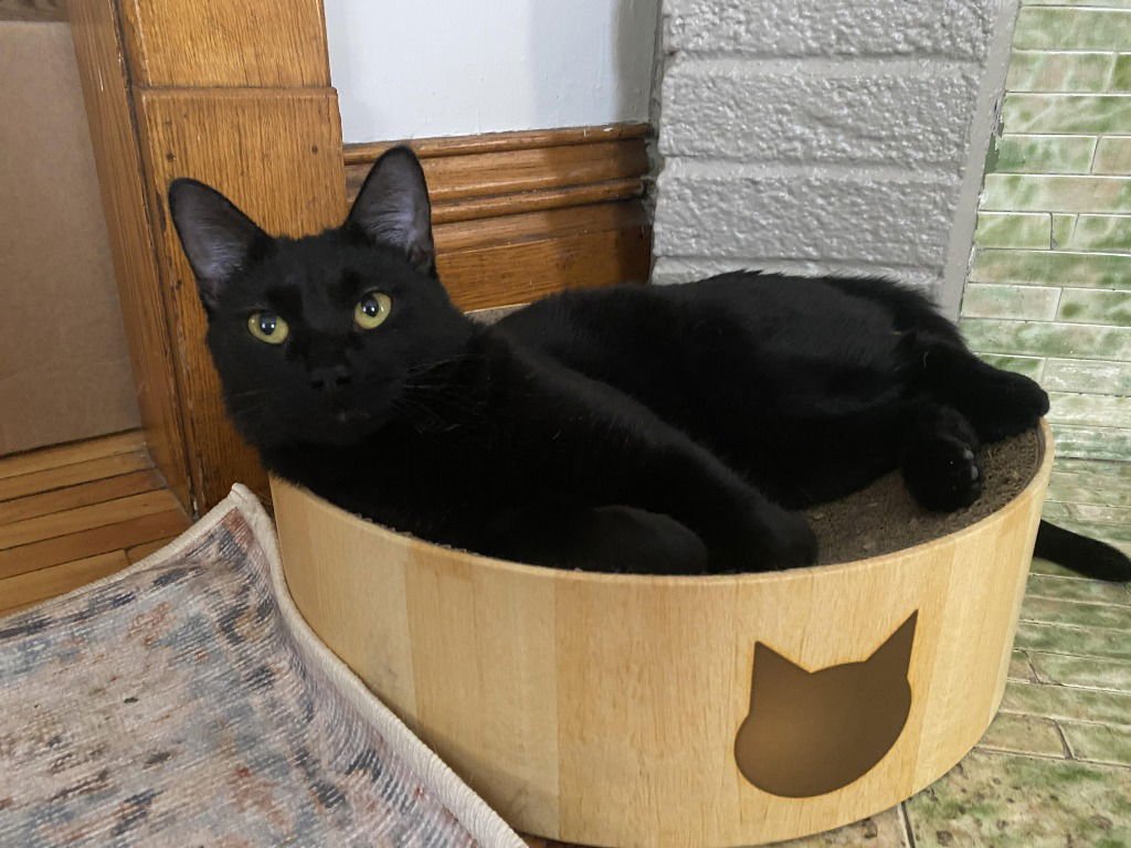 Sophia (FeLV+) - Photo 4