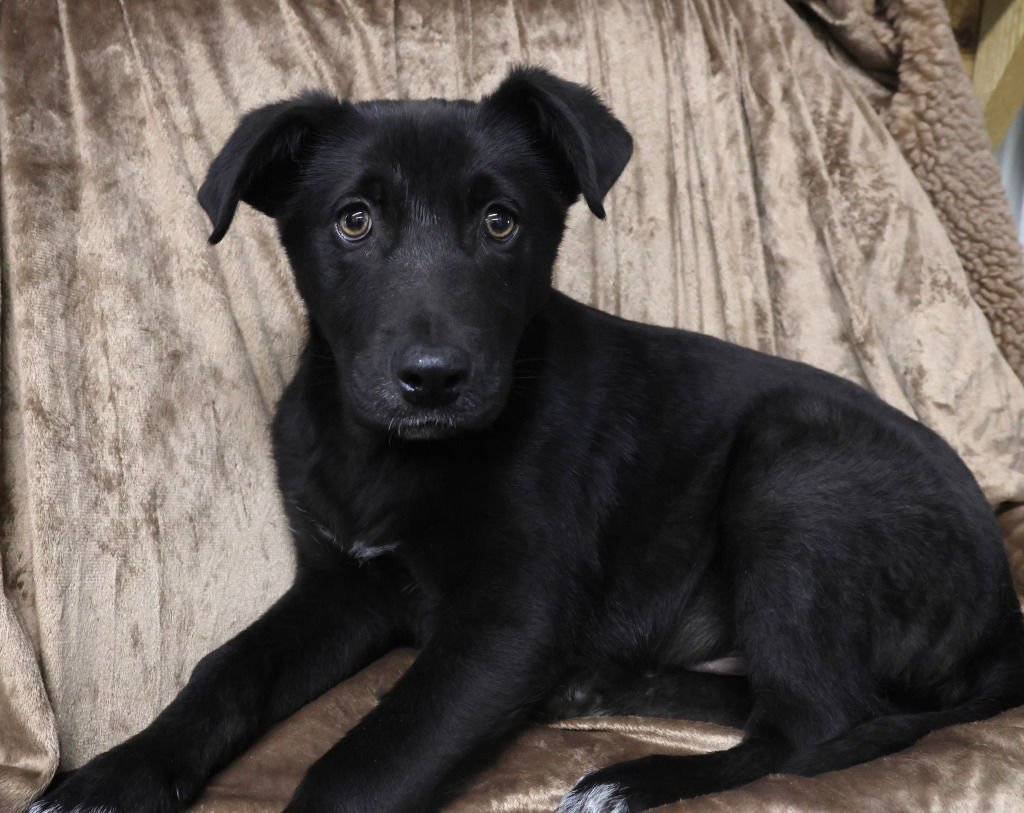 WONKA - German Shepherd Dog / Pit Bull Terrier available for adoption