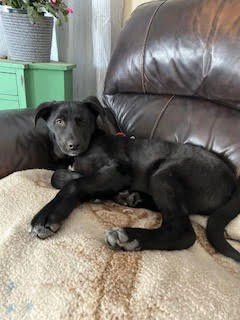 WONKA - German Shepherd Dog / Pit Bull Terrier available for adoption