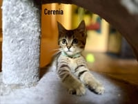 Cerenia / Dex - Photo 4