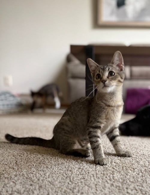 CERENIA / DEX - Domestic Short Hair available for adoption