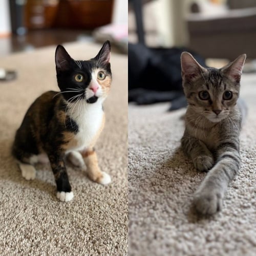 CERENIA / DEX - Domestic Short Hair available for adoption