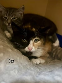 Cerenia / Dex - Photo 3