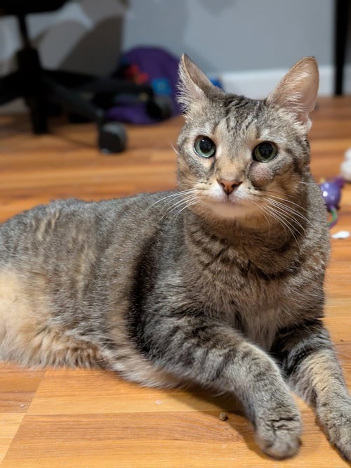 LEROY - Domestic Short Hair available for adoption