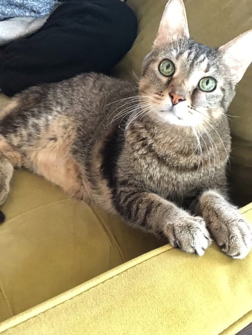 LEROY - Domestic Short Hair available for adoption