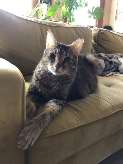 LEROY - Domestic Short Hair available for adoption