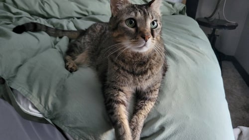 LEROY - Domestic Short Hair available for adoption