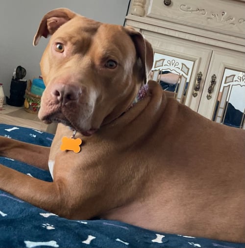 TRACEY - Pit Bull Terrier available for adoption