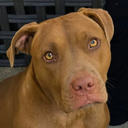 TRACEY - Pit Bull Terrier for adoption in St. Paul