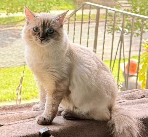 GWENDOLYN - PENDING ADOPTION - Siamese available for adoption
