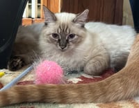 Gwendolyn (fka Paula) - Pending Adoption - Photo 2