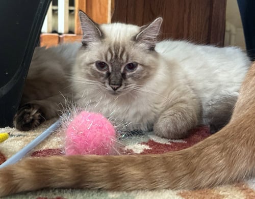 GWENDOLYN - PENDING ADOPTION - Siamese available for adoption