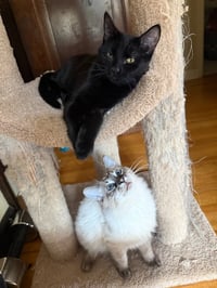 Gwendolyn (fka Paula) - Pending Adoption - Photo 3