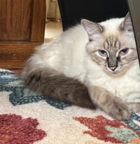 Gwendolyn (fka Paula) - Pending Adoption - Photo 4