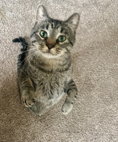 CALIENTE - Domestic Short Hair available for adoption