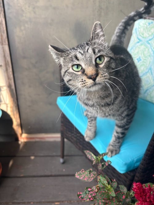 CALIENTE - Domestic Short Hair available for adoption