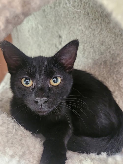 ESPRESSO - Domestic Short Hair available for adoption