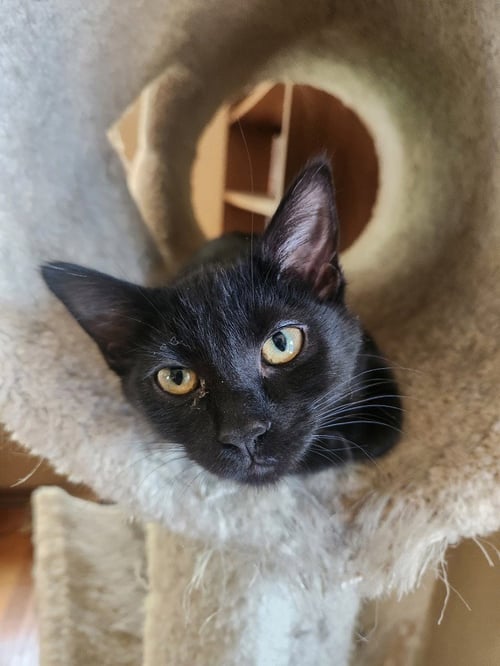 ESPRESSO - Domestic Short Hair available for adoption
