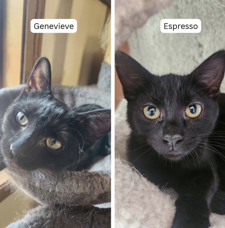 Espresso / Genevieve Image