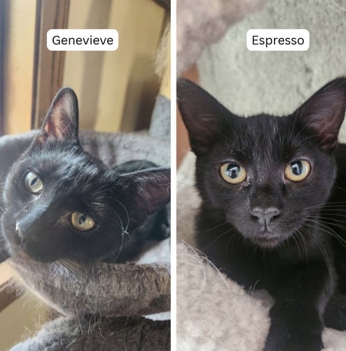 ESPRESSO / GENEVIEVE - Domestic Short Hair for adoption in St. Paul