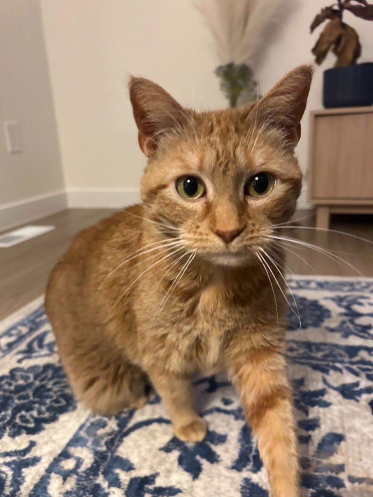 KALAHARI-PENDING ADOPTION