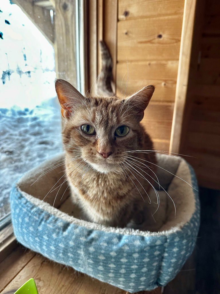 KALAHARI-PENDING ADOPTION - Domestic Short Hair available for adoption