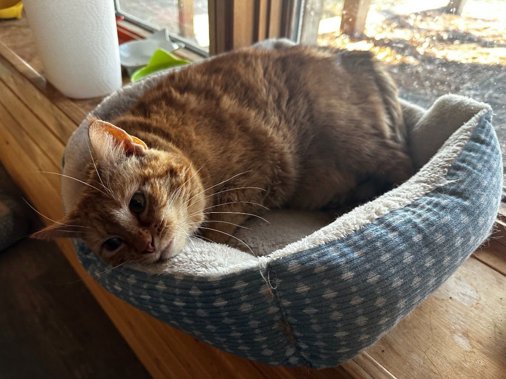 Kalahari-Pending Adoption - Photo 3