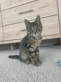 Poppy / Coco - Photo 2