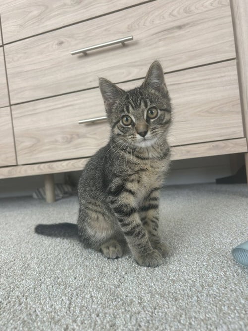POPPY / COCO - Domestic Short Hair available for adoption